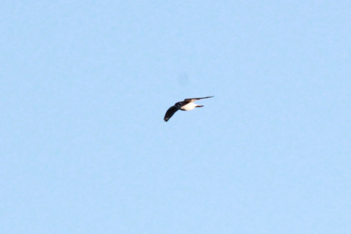 American Kestrel - Laura Mae