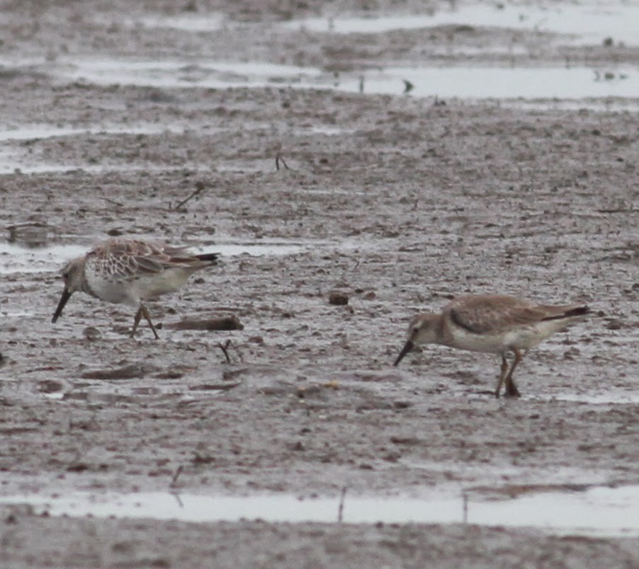 Great Knot - ML165381561