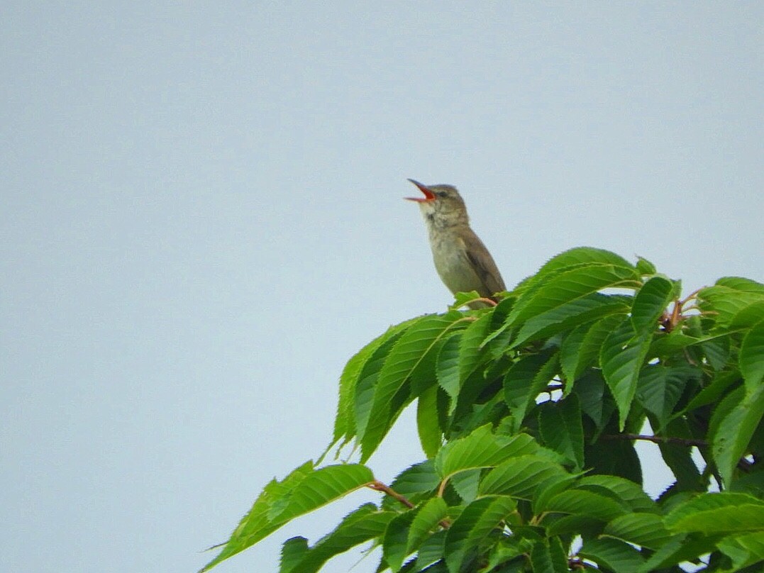 Oriental Reed Warbler - Naoya  Hiranaka