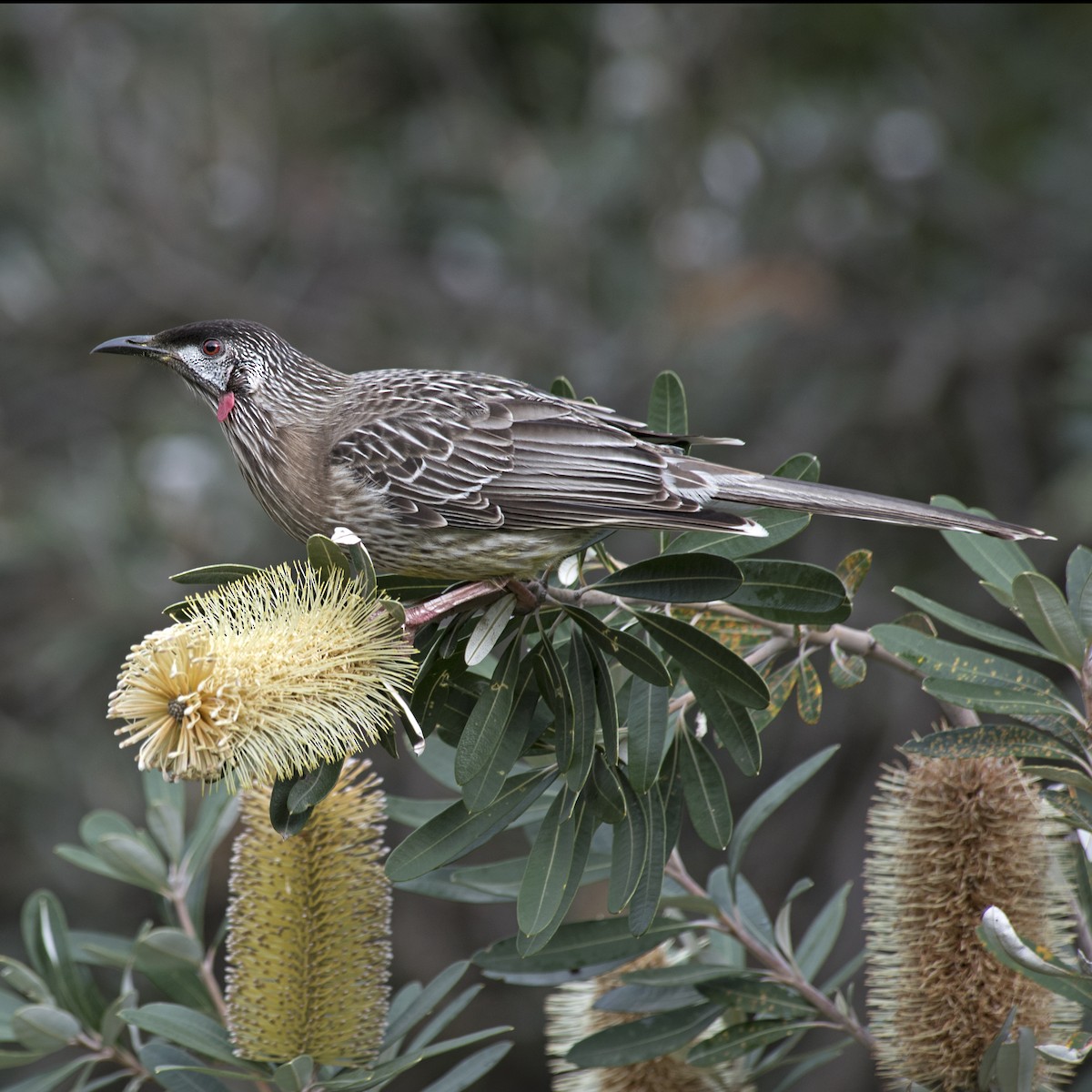 Red Wattlebird - Dan Forster