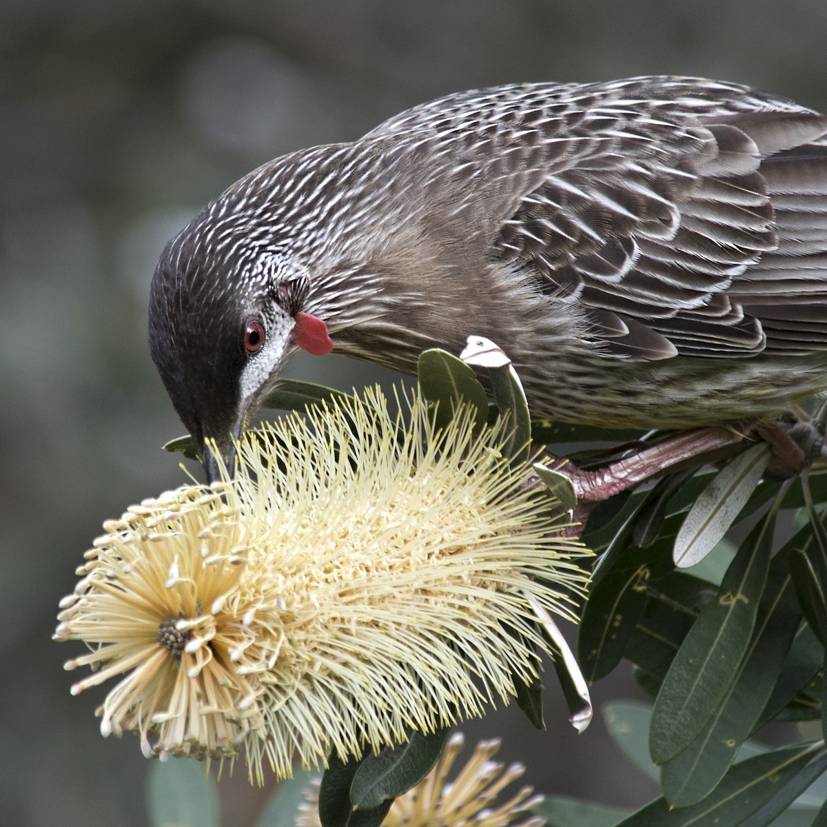 Red Wattlebird - Dan Forster