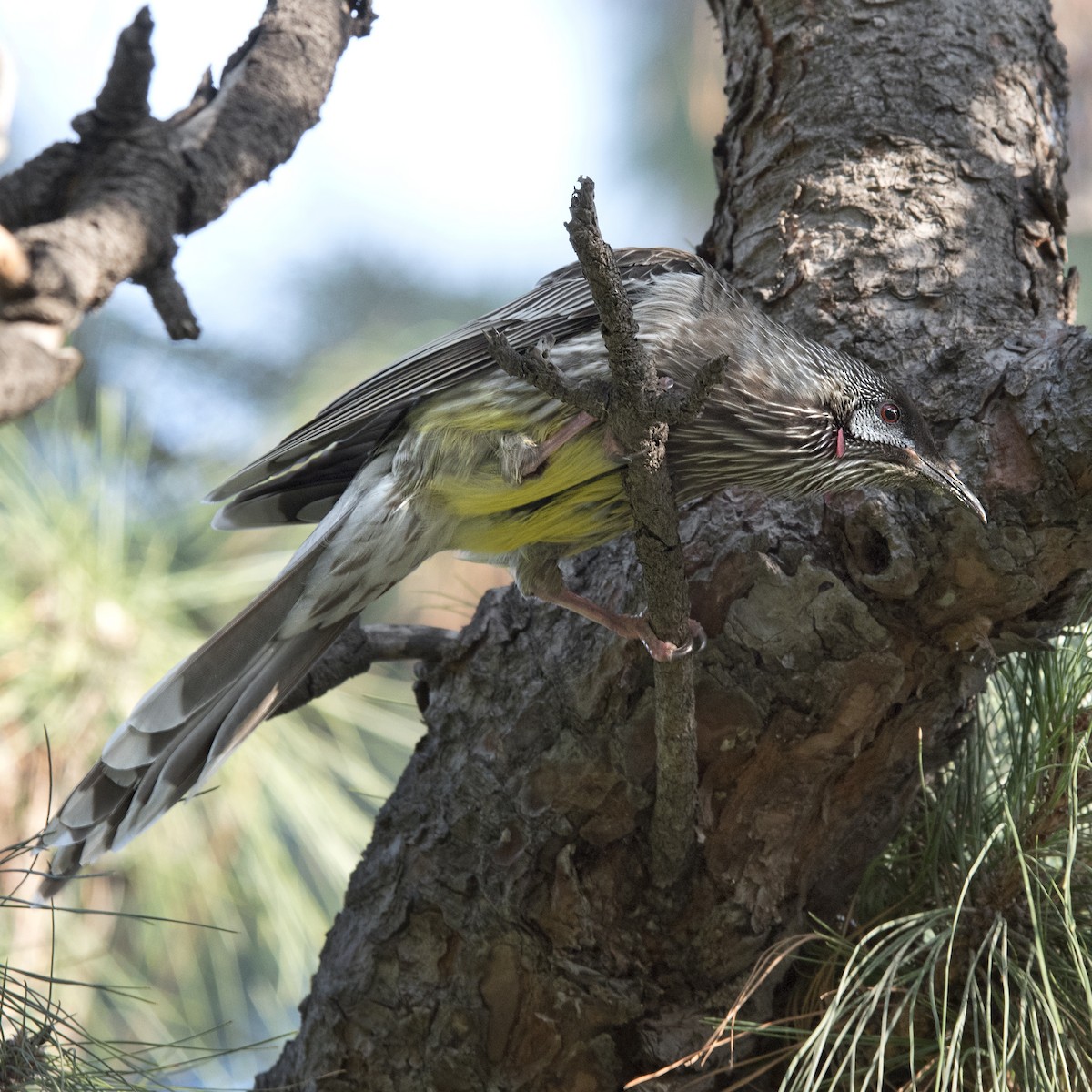 Red Wattlebird - Dan Forster