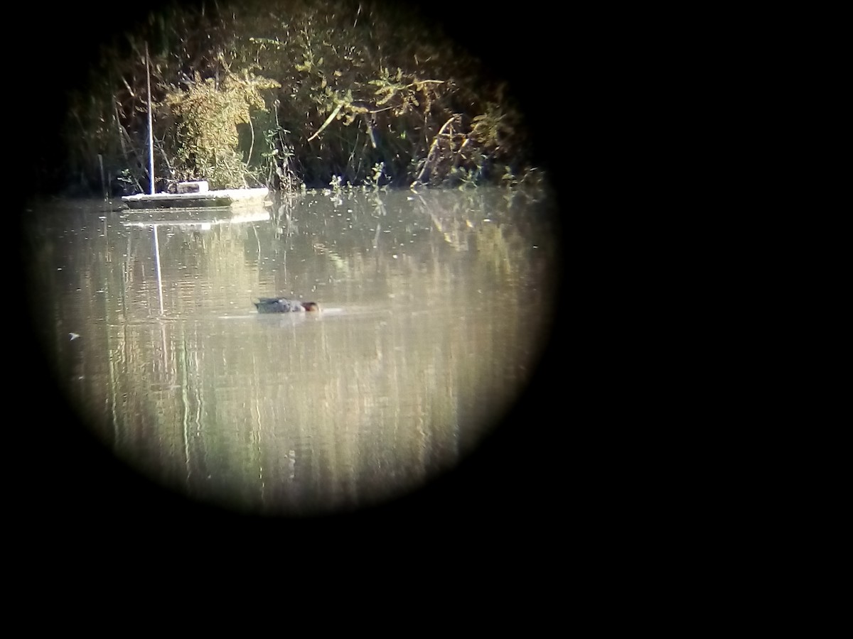 Green-winged Teal - Juan Muiña Avello