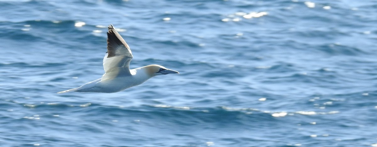 Northern Gannet - Ana Paula Alminhana Maciel