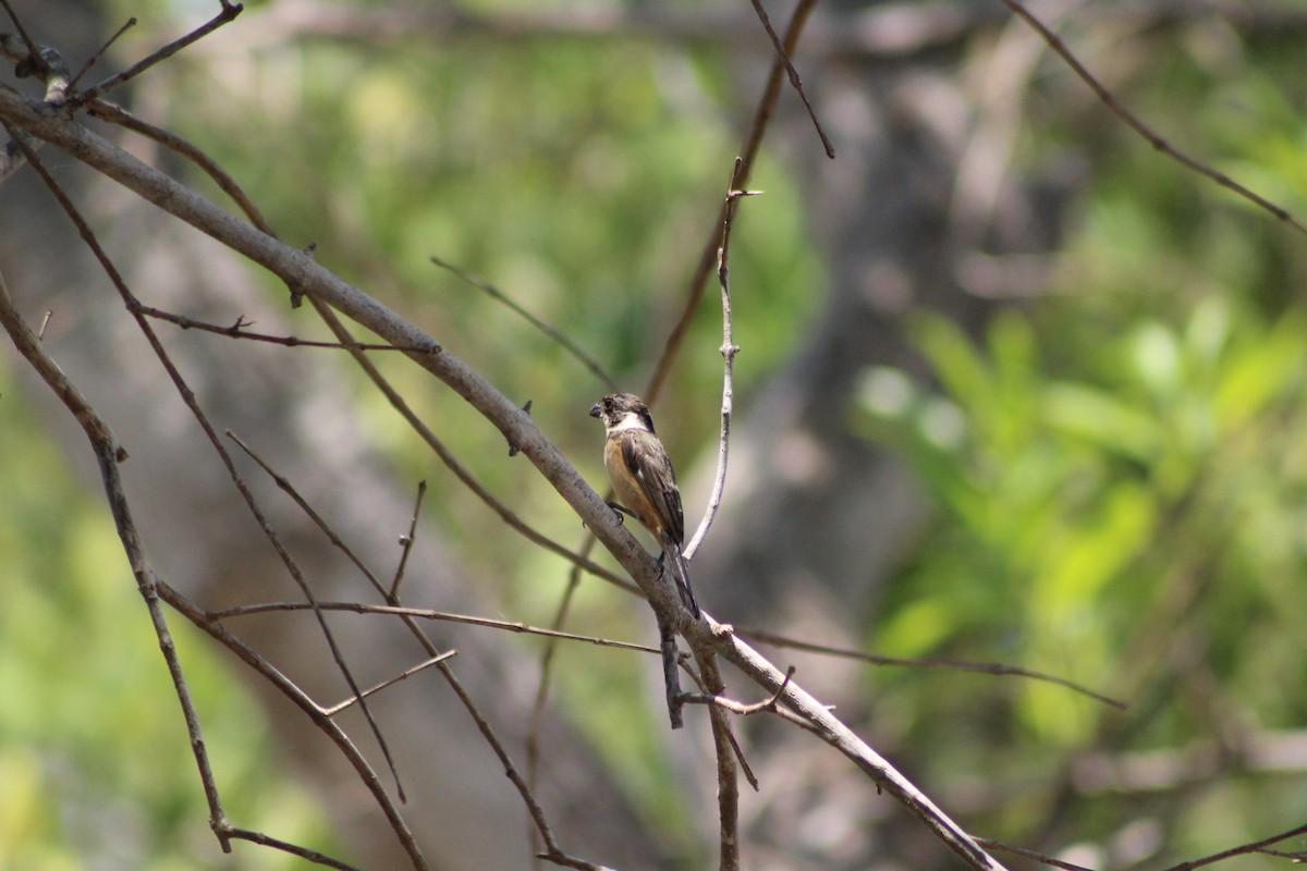 Cinnamon-rumped Seedeater - ML165387321