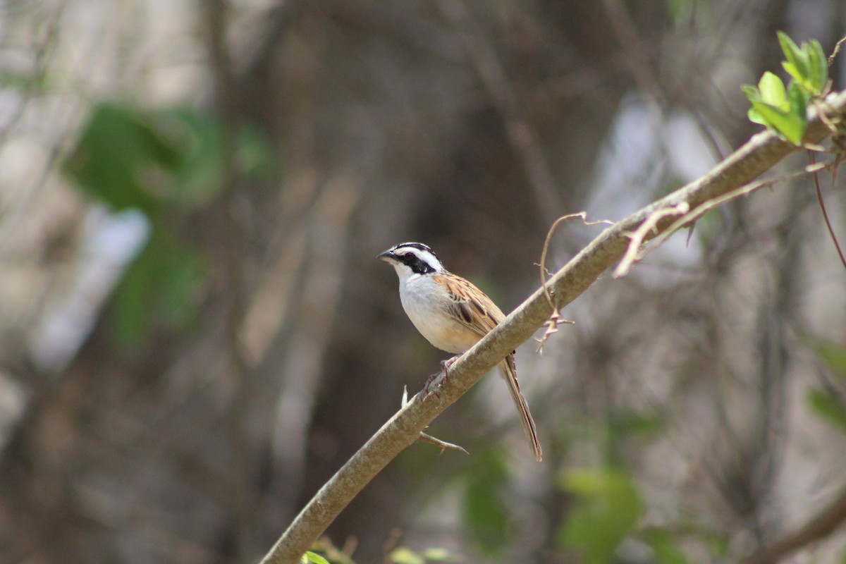 Stripe-headed Sparrow - ML165387361