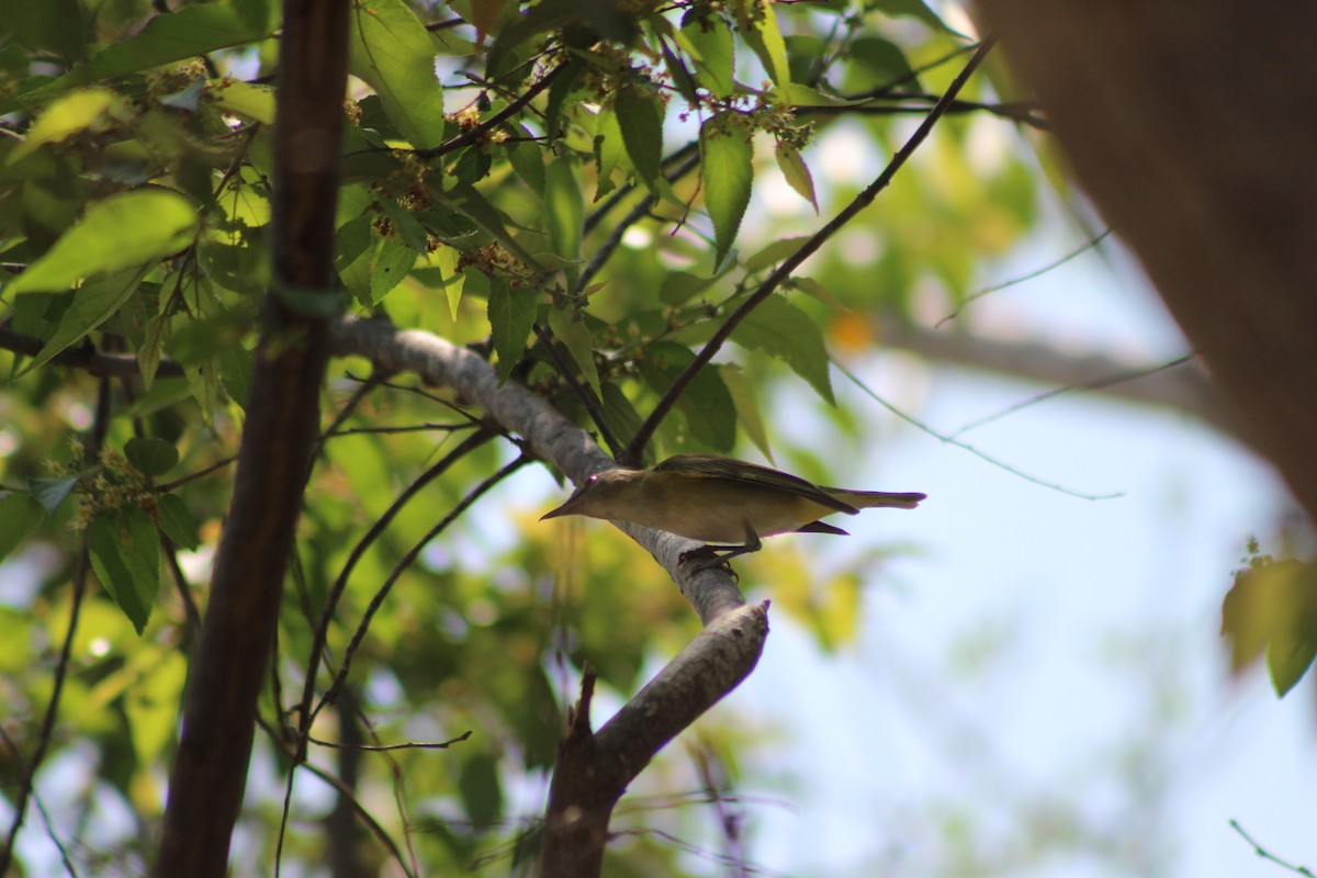 Yellow-green Vireo - ML165387471