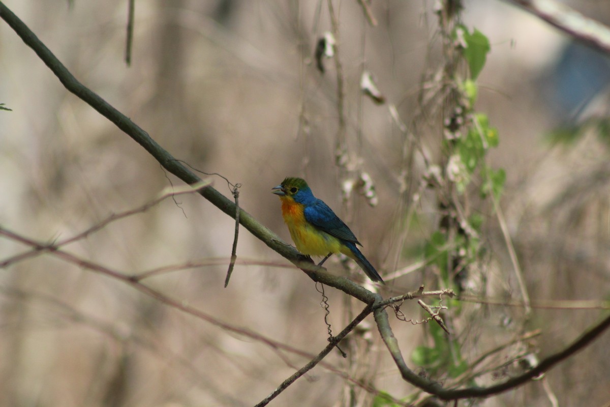 Orange-breasted Bunting - ML165387501