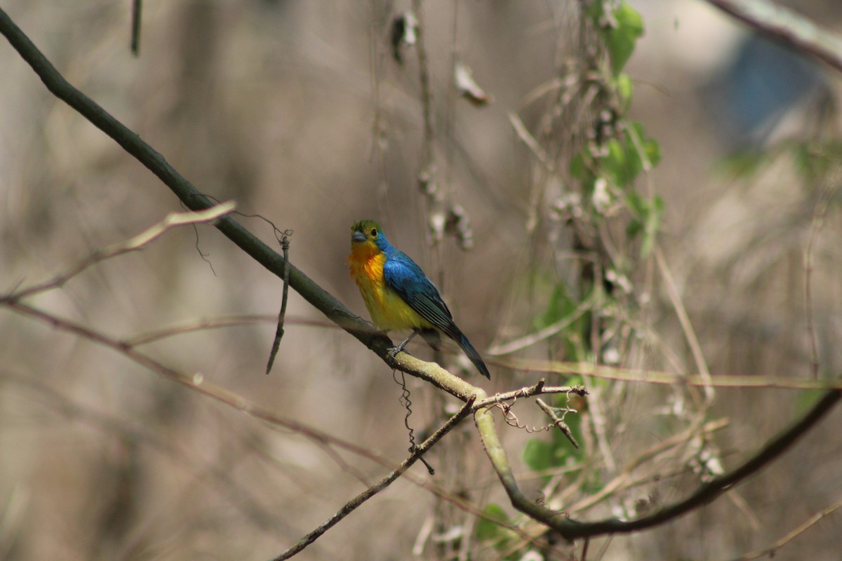 Orange-breasted Bunting - ML165387521