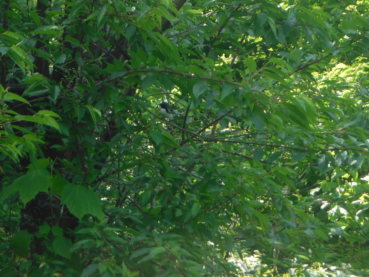 Black-throated Blue Warbler - C. J. Frankiewicz