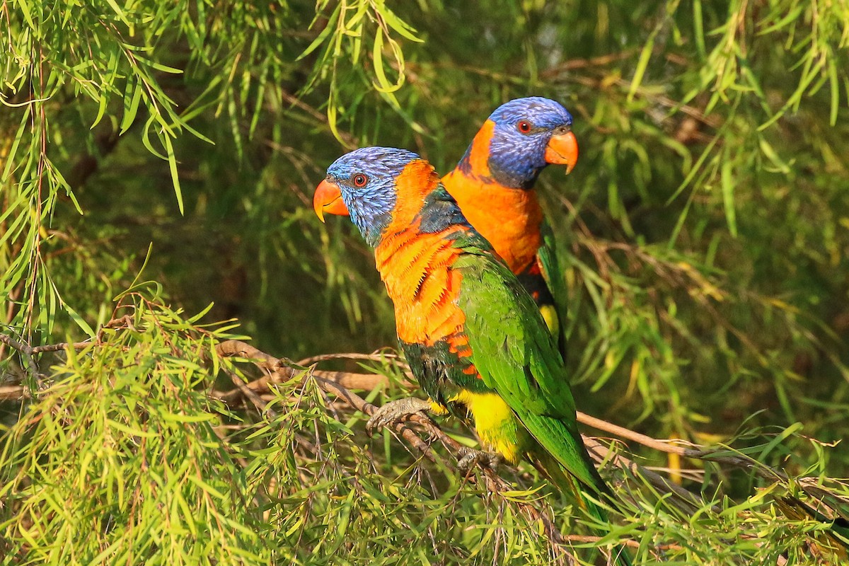 Red-collared Lorikeet - ML165389171