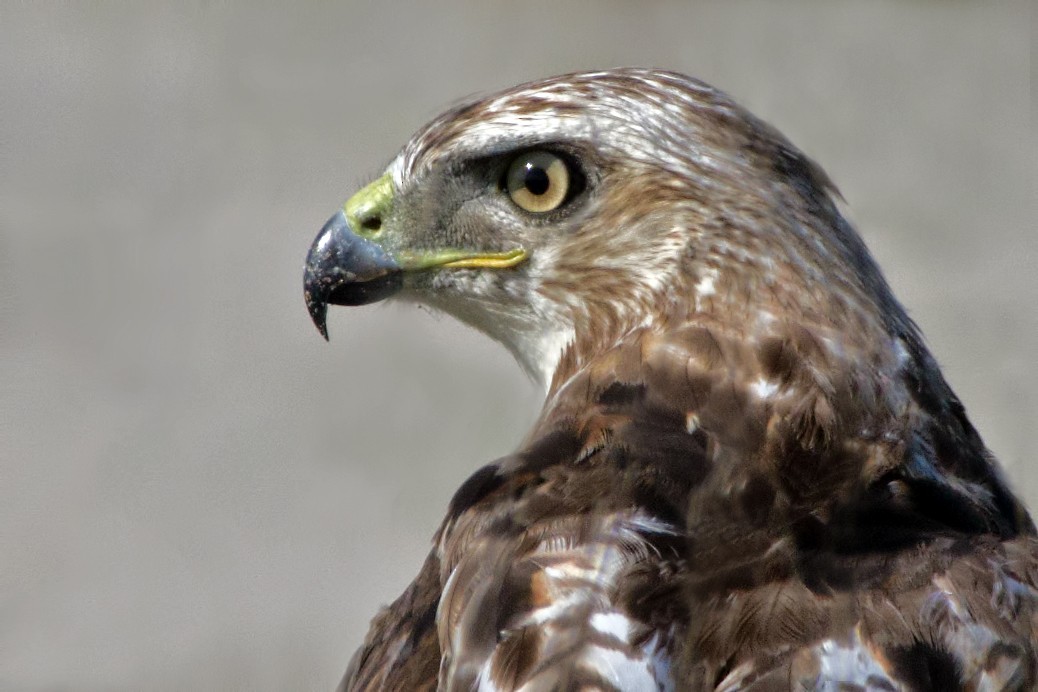 Red-tailed Hawk - ML165389221