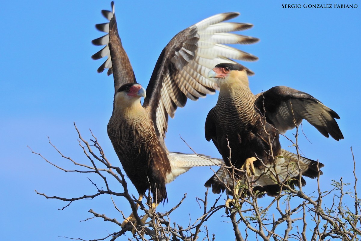Crested Caracara (Southern) - ML165391341