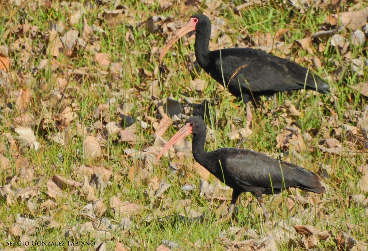 ibis tmavý - ML165391351