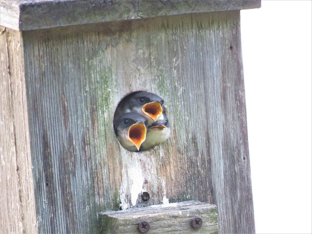 Tree Swallow - ML165392021