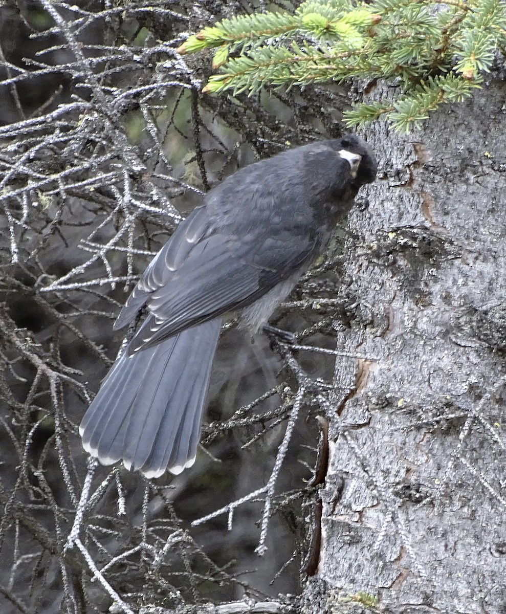 Canada Jay - Nancy Overholtz