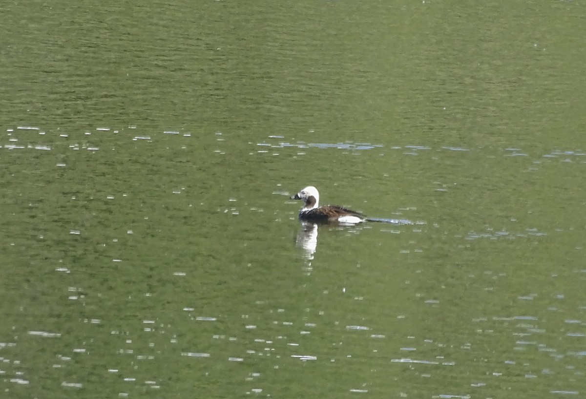 Long-tailed Duck - ML165393371