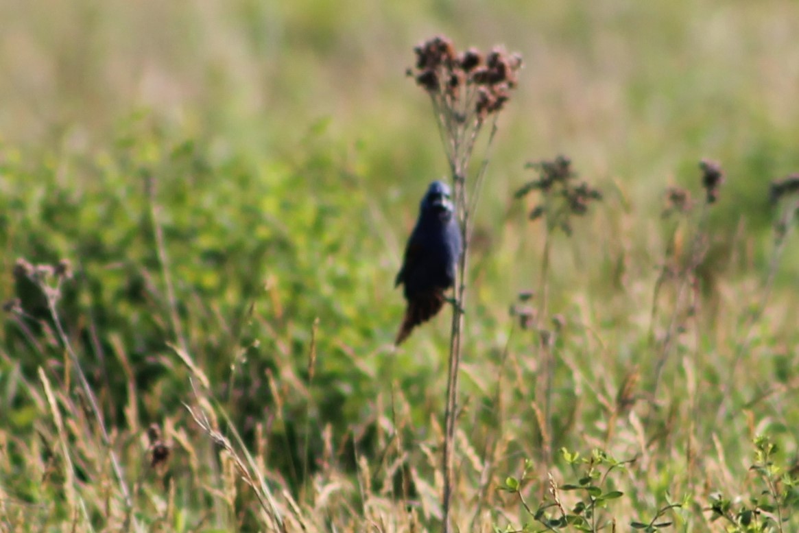 Blue Grosbeak - ML165393421