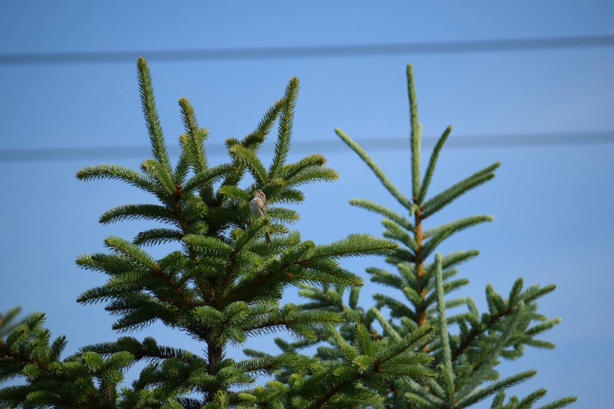 Clay-colored Sparrow - ML165398781