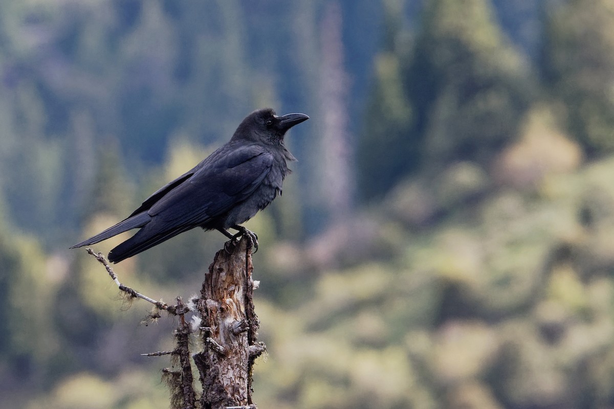 Large-billed Crow (Large-billed) - Vincent Wang