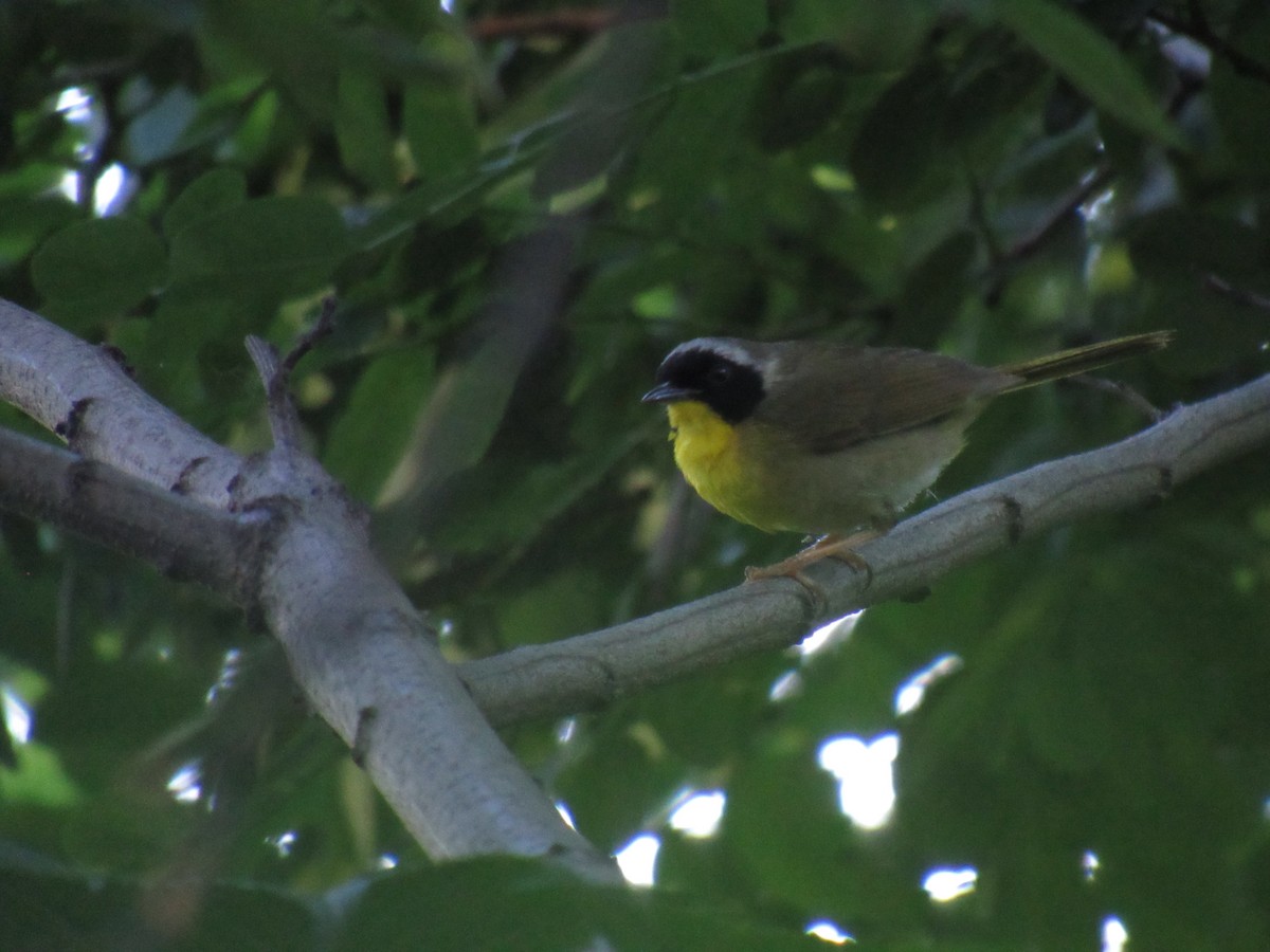 Common Yellowthroat - ML165399511