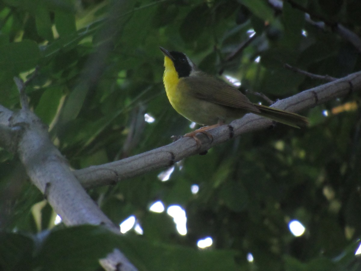 Common Yellowthroat - ML165399561