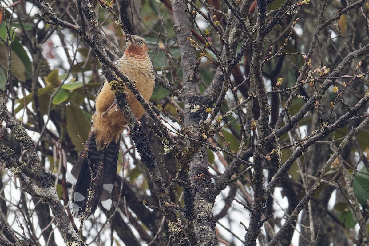 Giant Laughingthrush - ML165401201