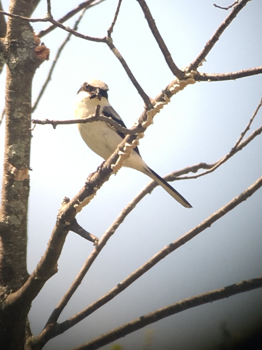 Loggerhead Shrike - ML165402701