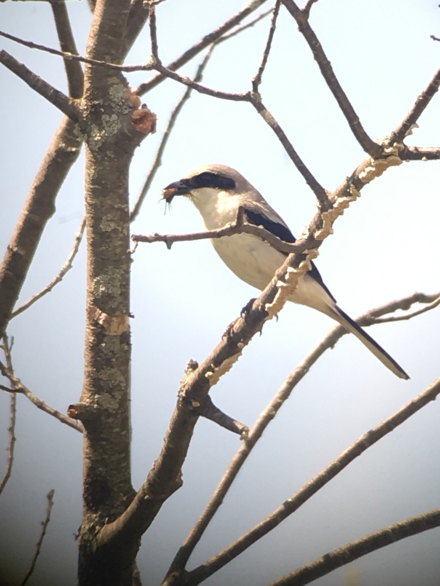 Loggerhead Shrike - ML165402761