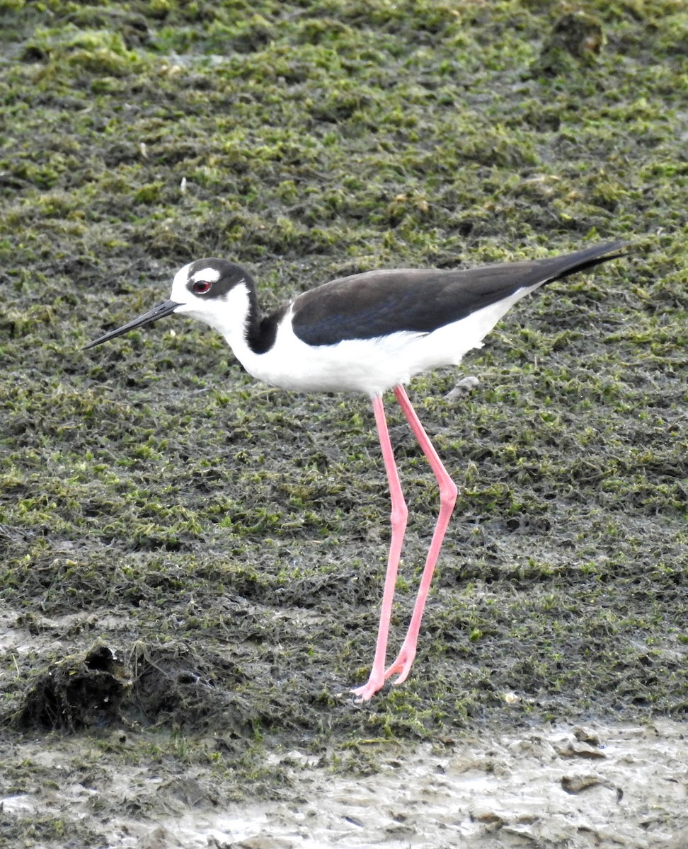 Black-necked Stilt - ML165403321