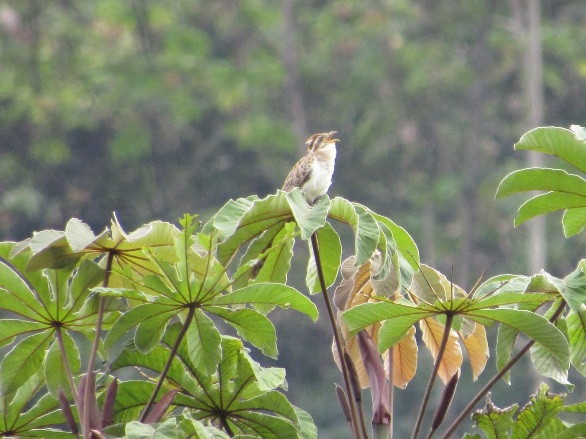 Striped Cuckoo - Andrés  Henao