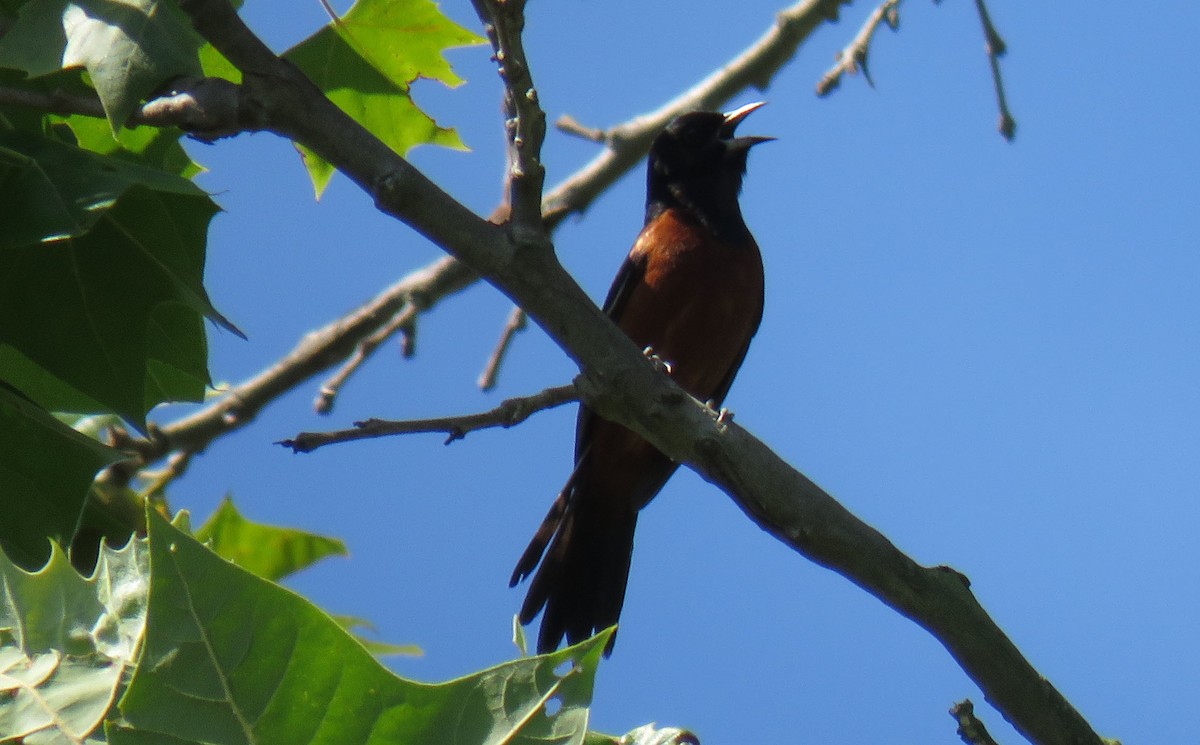 Orchard Oriole - ML165404491