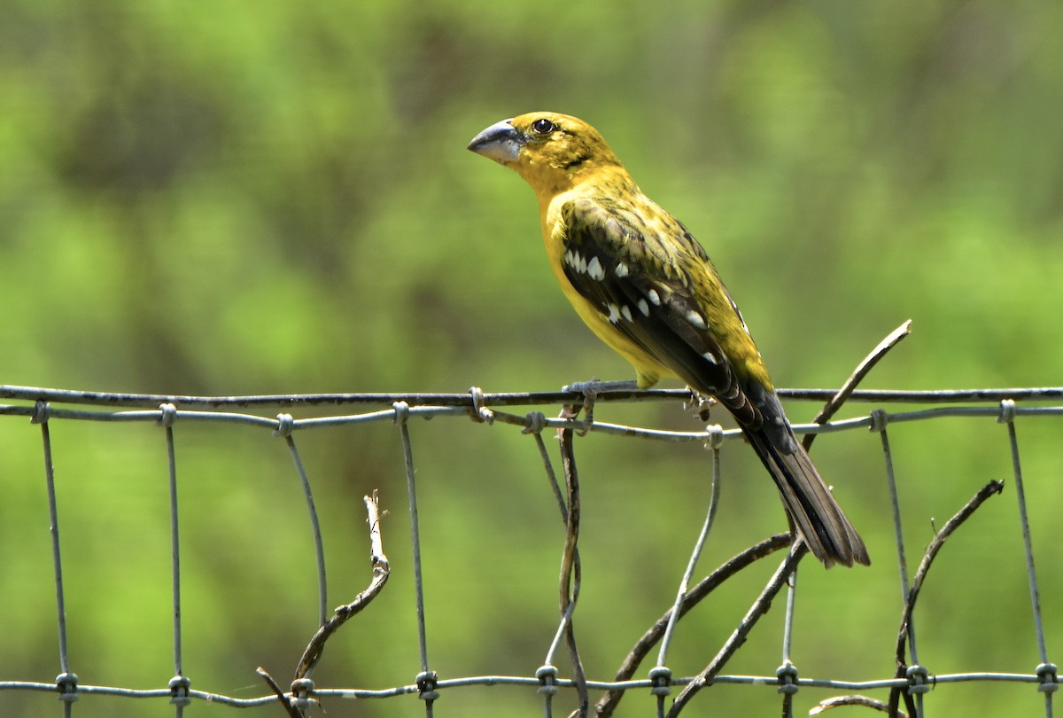 Yellow Grosbeak - ML165407701