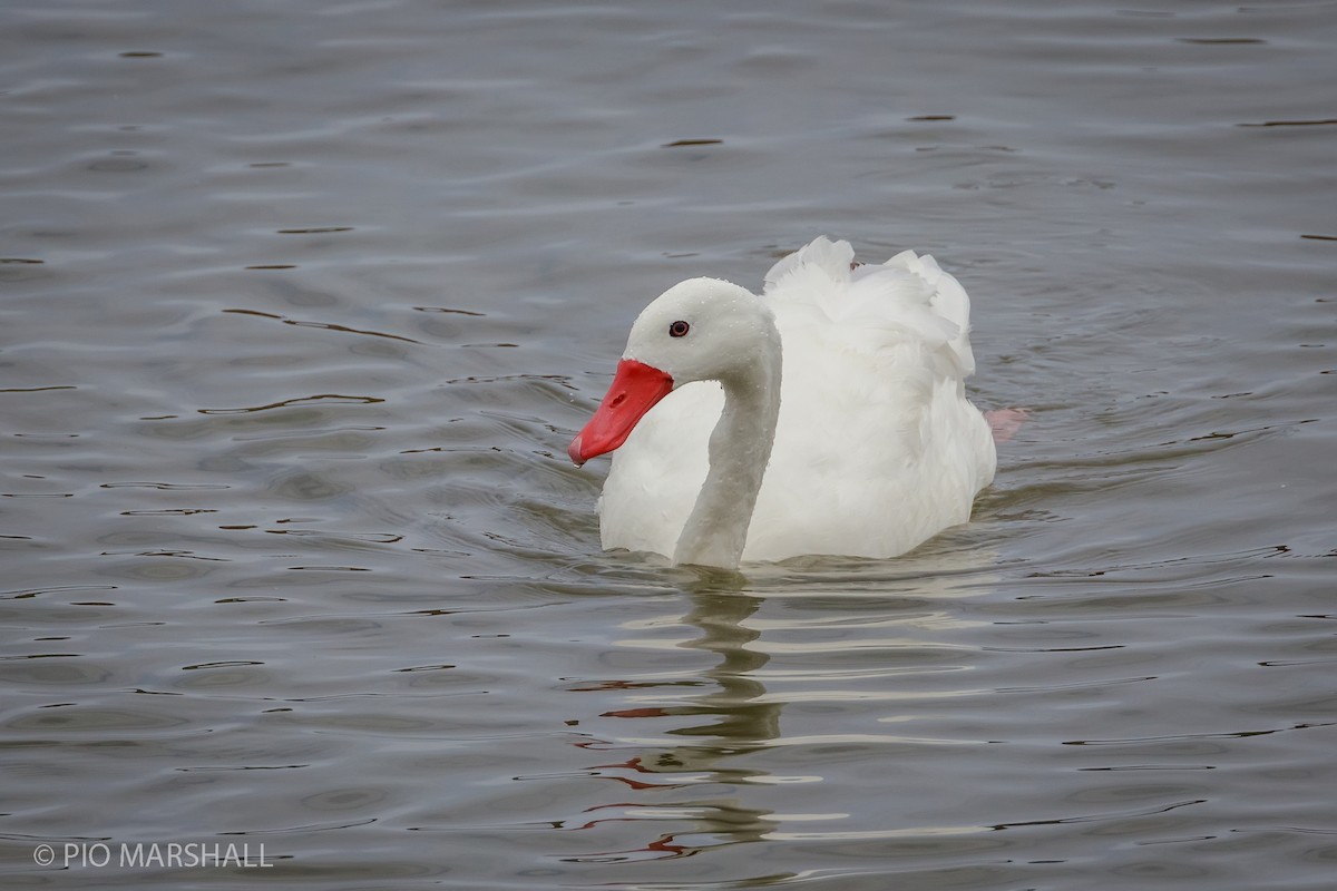 Coscoroba Swan - Pio Marshall