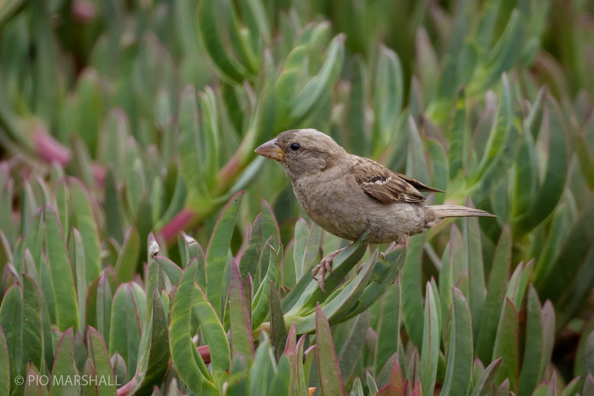 House Sparrow - ML165416101