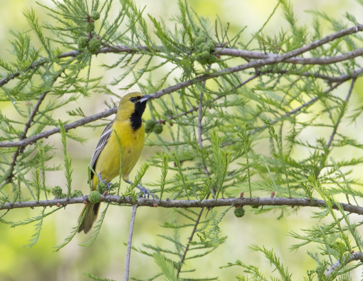 Orchard Oriole - ML165416371