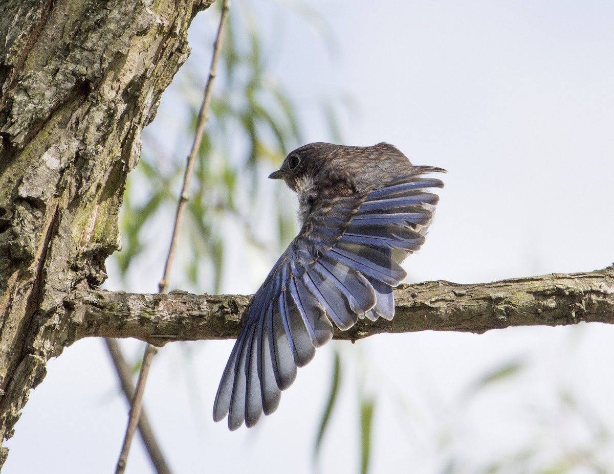 Eastern Bluebird - ML165417171