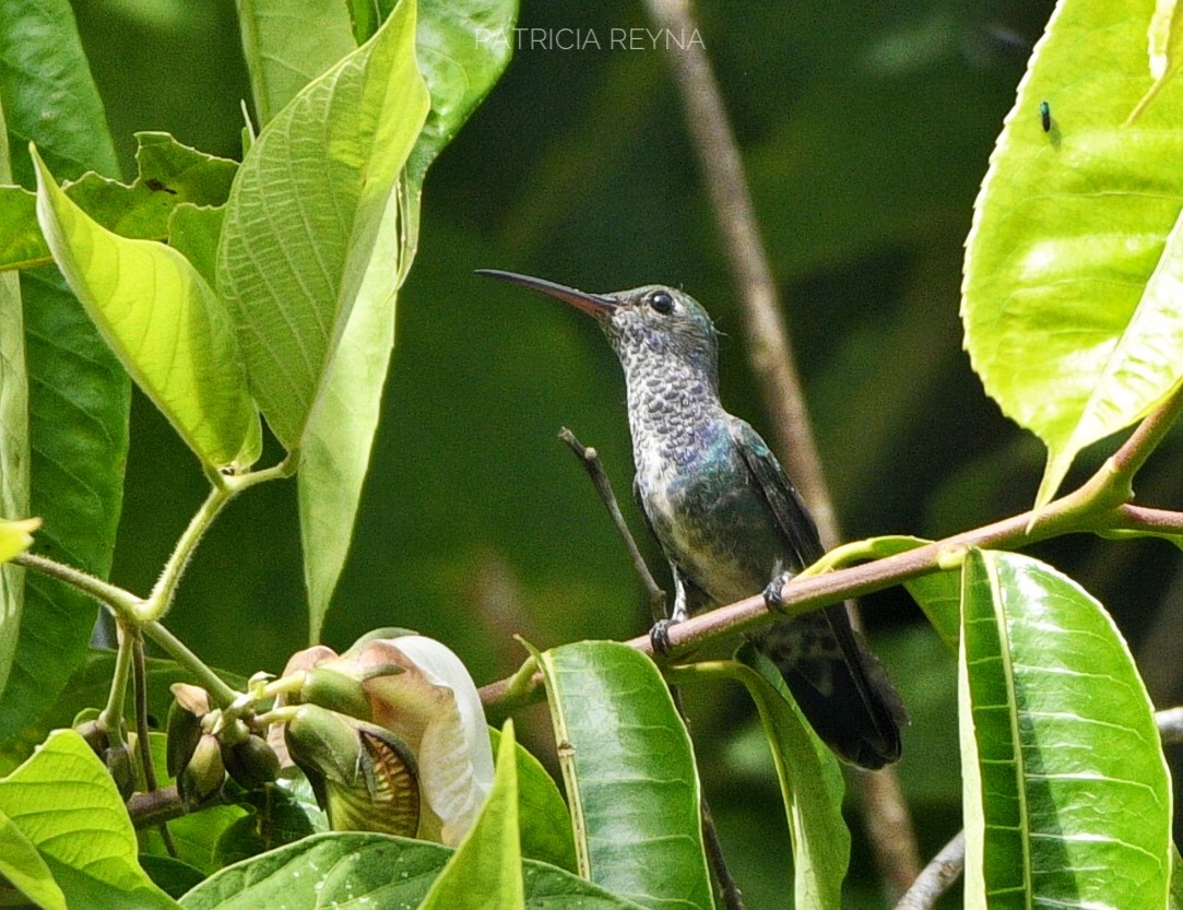 kolibřík safírový - ML165417291