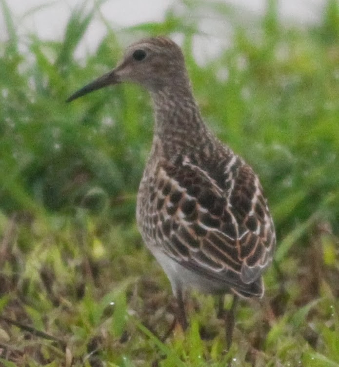 Pectoral Sandpiper - ML165418231