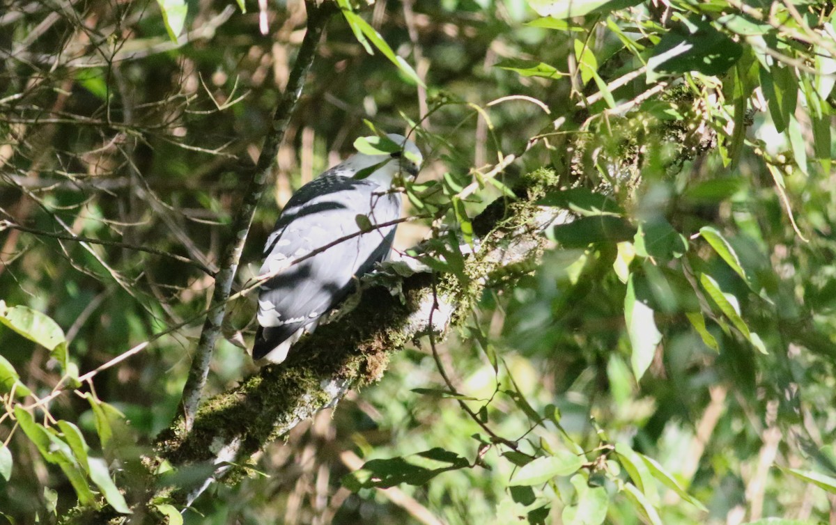 Mantled Hawk - ML165418381