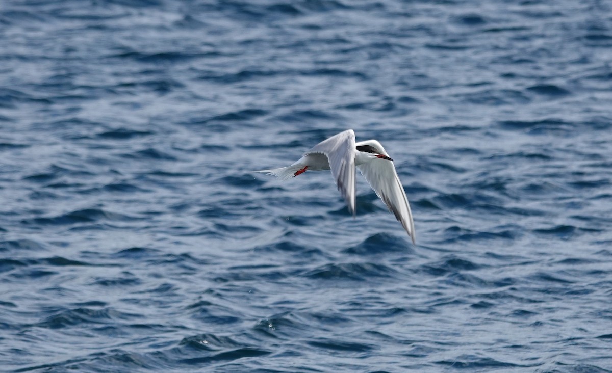 Common Tern - ML165418521