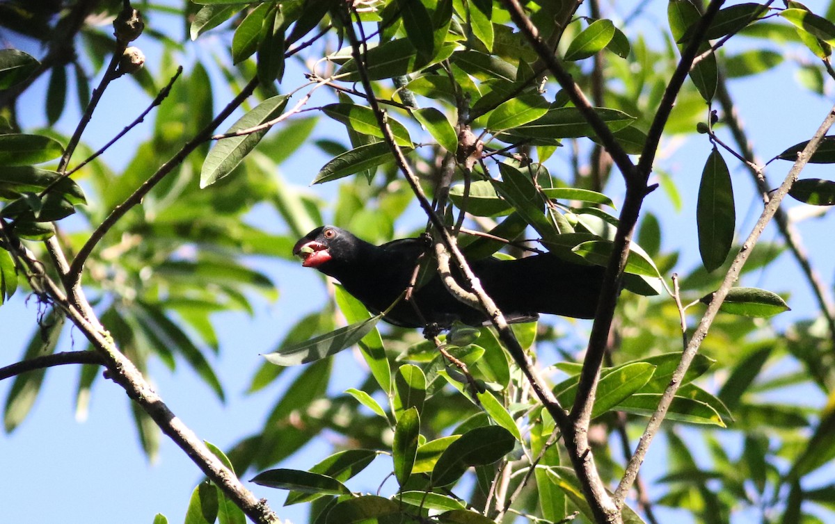 Black-throated Grosbeak - ML165418571