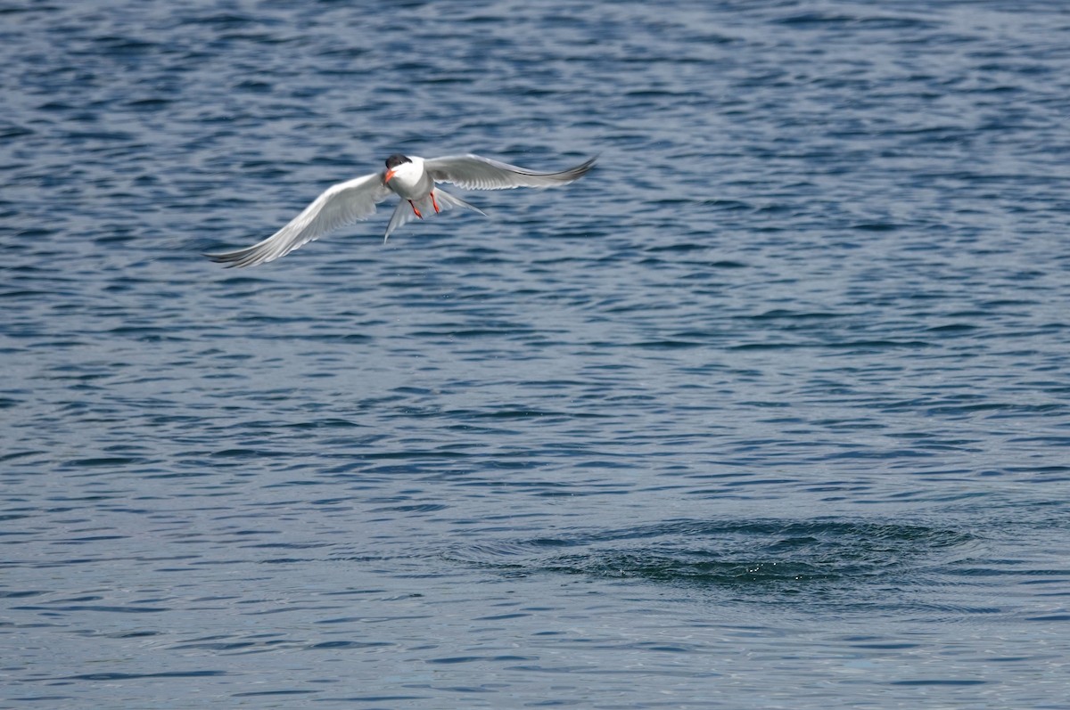 Common Tern - ML165418581