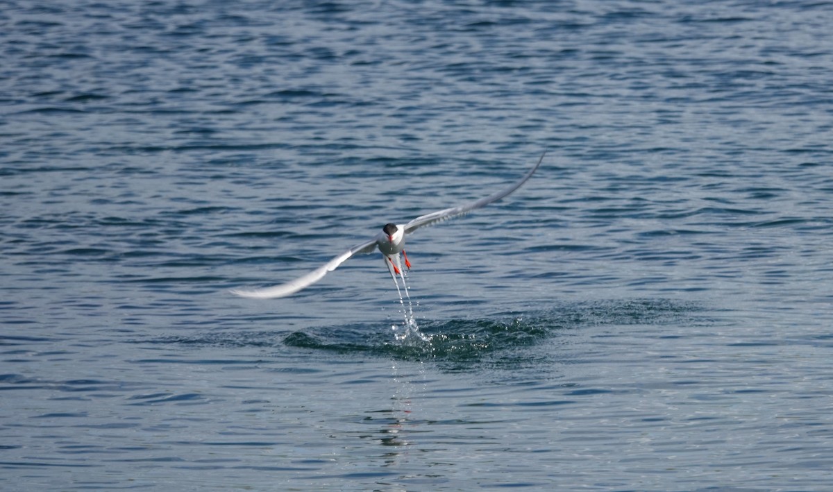 Common Tern - ML165418671