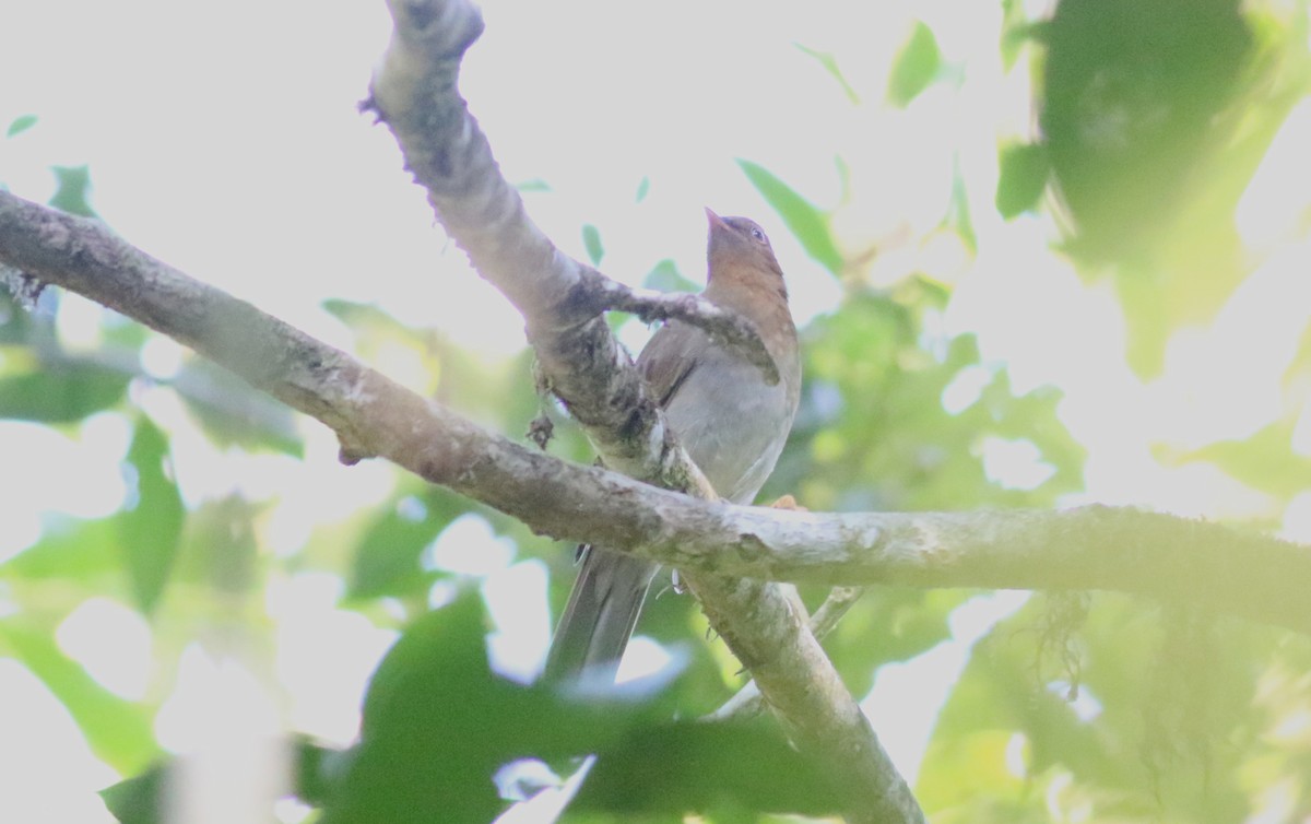 Solitario Ocre (leucogenys) - ML165418721