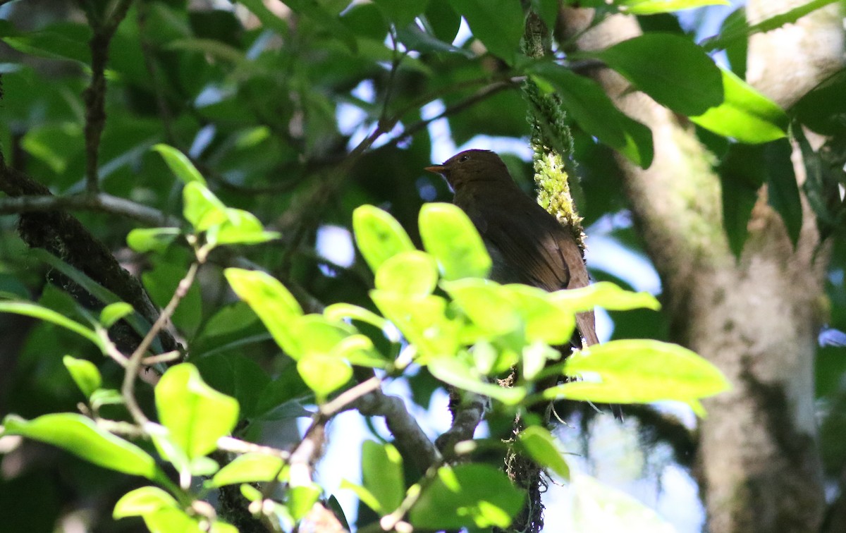 Solitario Ocre (leucogenys) - ML165418811