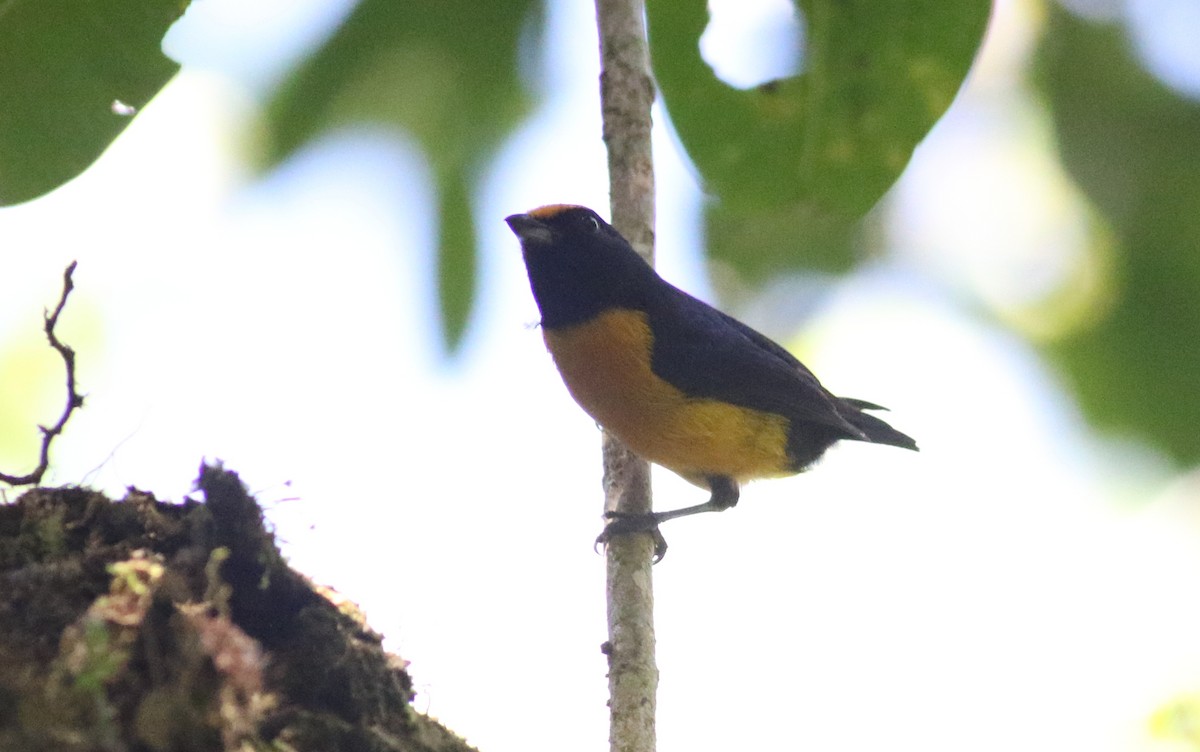 Orange-bellied Euphonia - Anton Liebermann