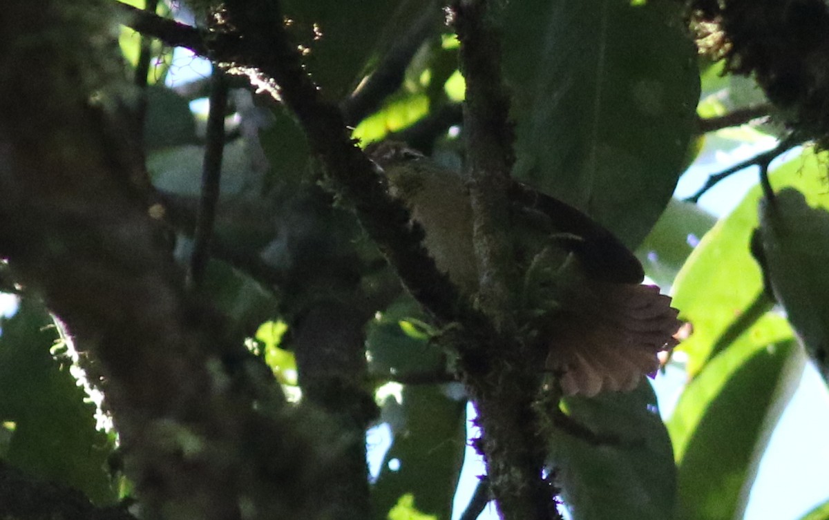 Pallid Spinetail - ML165419251