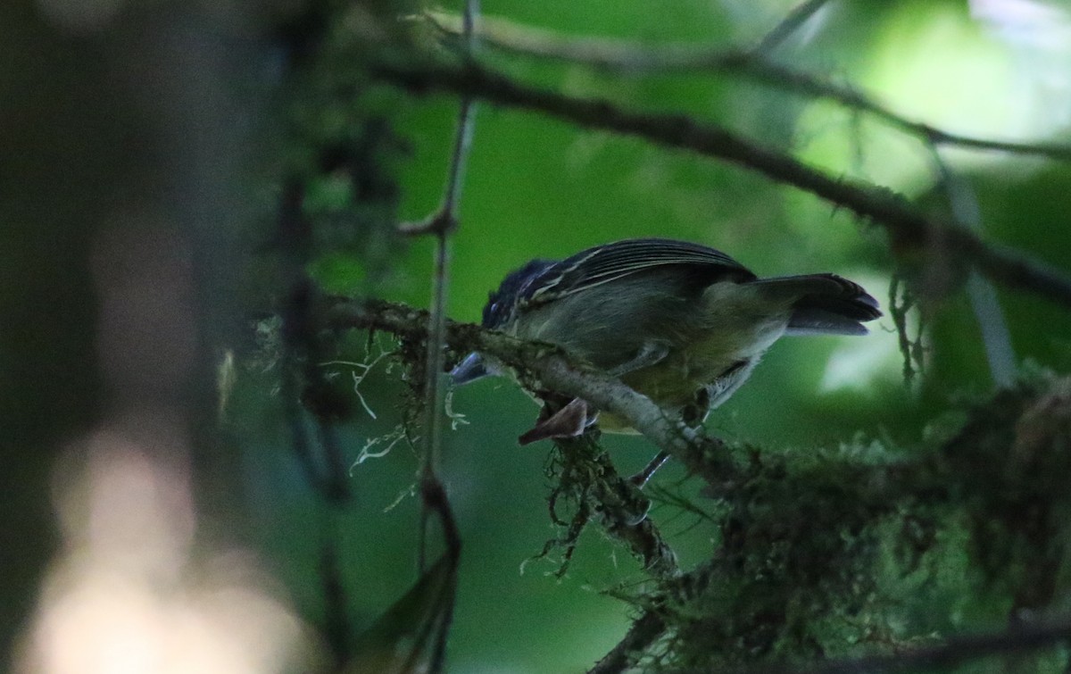 Spot-breasted Antvireo - ML165419311