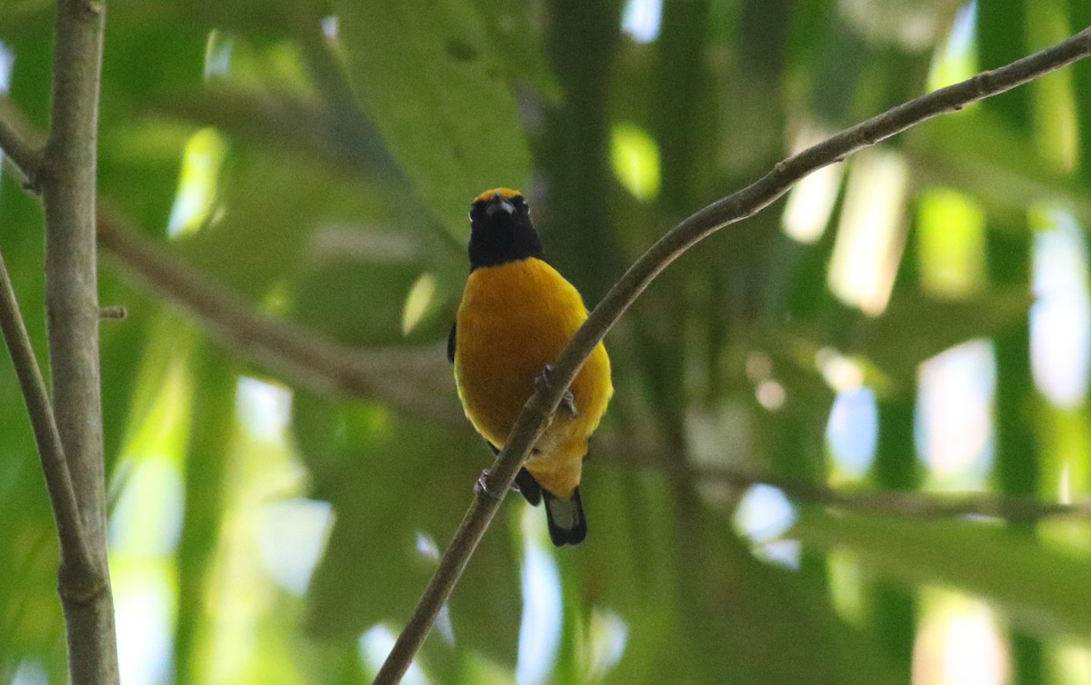 Orange-bellied Euphonia - ML165419431